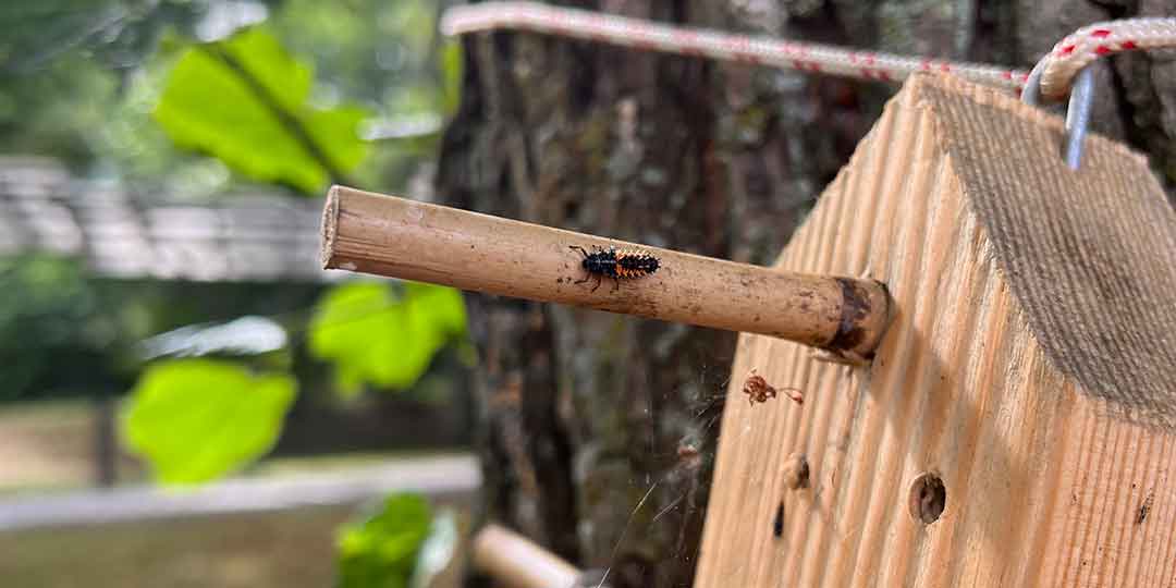 The picture shows an insect crawling on a wooden insect hotel built by employees at Stockholmsmässan. The insect hotel is hanging on a tree outside Stockholmsmässan.