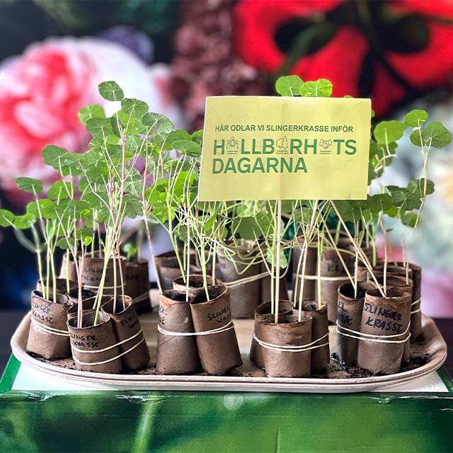 pots of sweet peas made of toilet rolls with a sign for the sustainability days